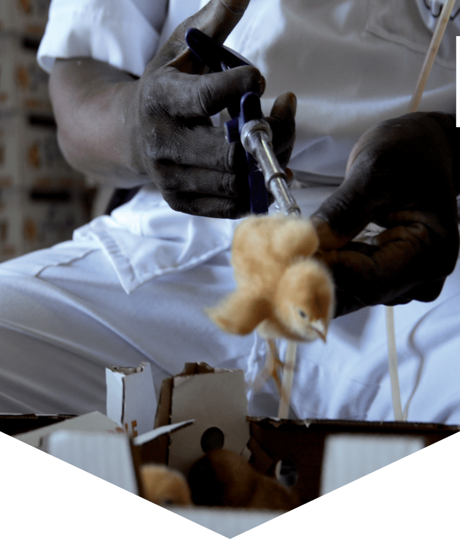 Médecine Vétérinaire